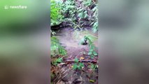 Otter gets overexcited about plastic bottle