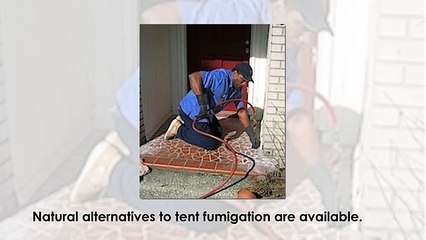 Most Powerful Termite & Pest Control Service