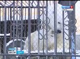 寒波の到来したセヴェルスク動物園でウドへの給餌 (Nov.18 2016)