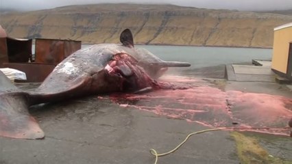 Explosion d'une baleine échouée