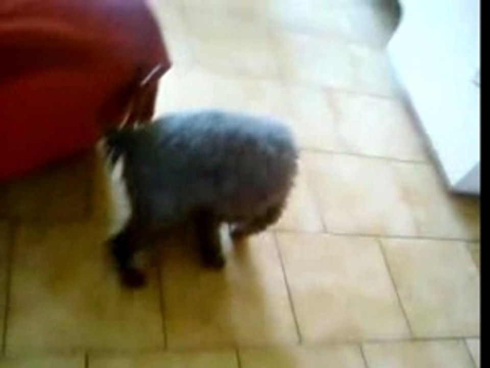 Neelou3