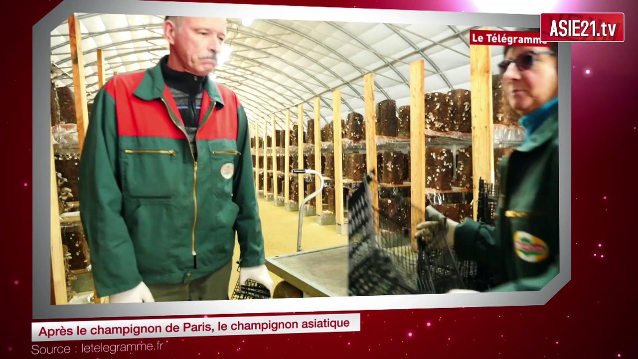 Après le champignon de Paris, le champignon asiatique
