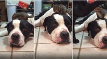 Cão protege esquilo na sua cabeça de gato que andava a rondar a zona para fazer mal...