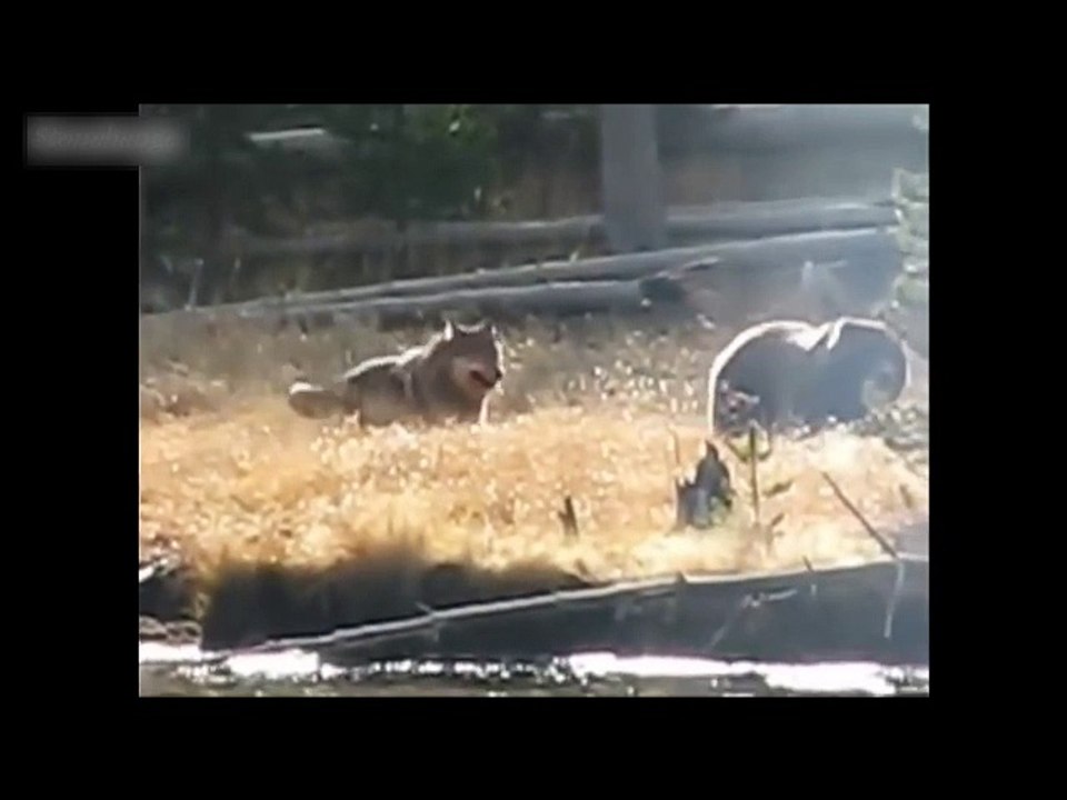 Un grizzly vole le repas d'une meute de loups !