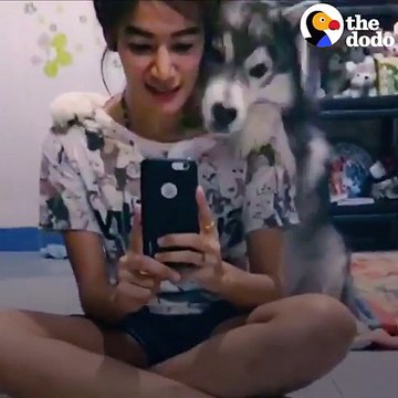 Elle fait un selfie, mais le chien fait tout pour en faire partie. Regardez…