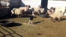 Cet agneau sème la zizanie dans ce groupe de chèvres...
