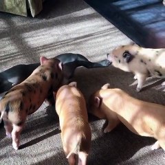 Un bulldog adore ses nouveaux copains !