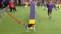 Mia le beagle est devenu la star de ce concours et pourtant il l'a complètement raté