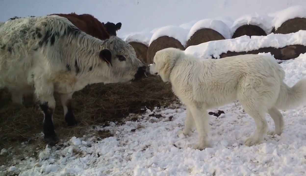 Ce chien est étonné de rencontrer des vaches pour la première fois