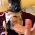 German Shepherd puppy knows plenty of tricks