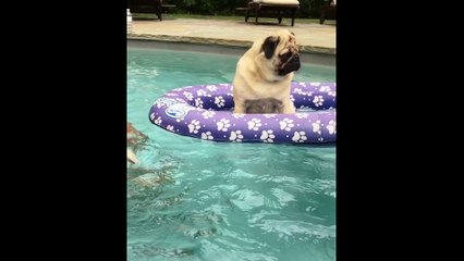 Pug puppy's priceless first swimming lesson