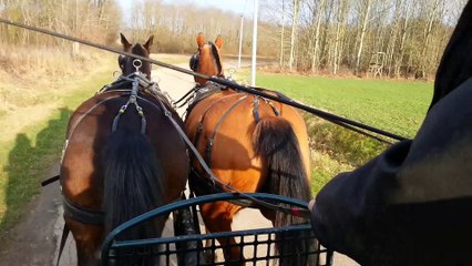 FRANCHES MONTAGNES LIBERTY en paire avec HERMES 2