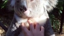 Ce koala adore les chatouilles et se livre à des moments de tendresses avec son ami !