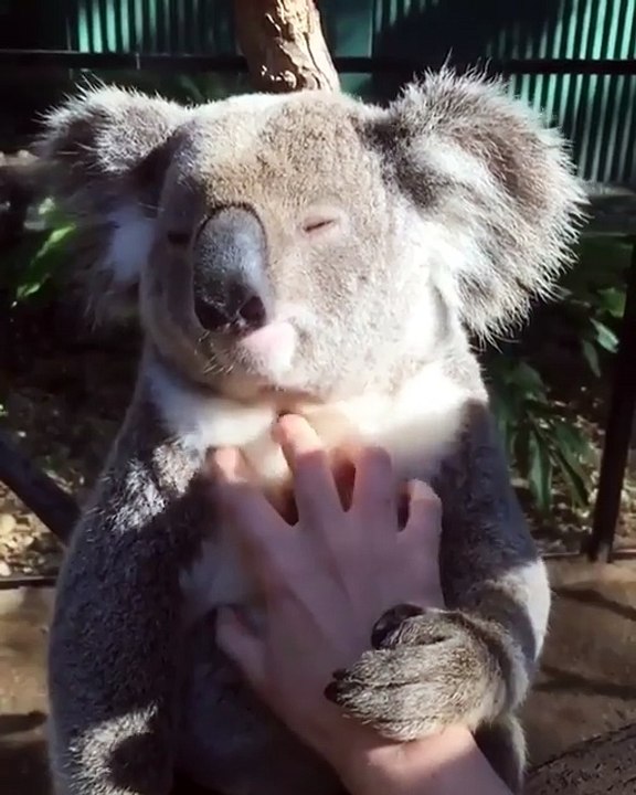 Ce koala adore les chatouilles et se livre à des moments de tendresses avec son ami !