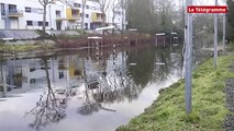 Lannion. Un dauphin égaré dans le Léguer