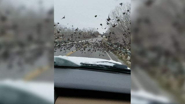 Elle fonce en voiture sur des oiseaux posés sur la route