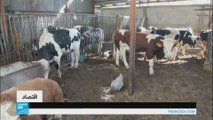 الحمى القلاعية تضرب تربية الماشية في قطاع غزة