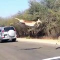 Quand un troupeau d'antilopes traverse la route, c'est bondissant !