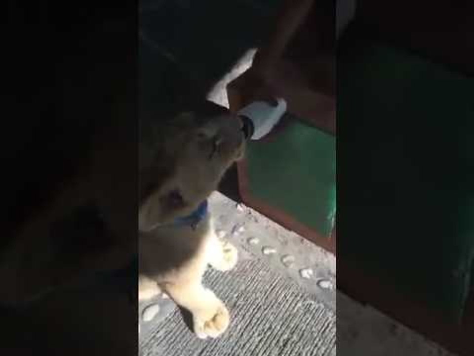 Orangutan Bottle Feeds Tiny Lion Cub