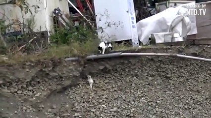 Cat helps little dog out of the ditch || Gato ajuda o cãozinho a sair de uma vala