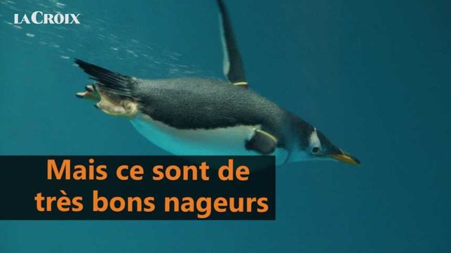 Quelle est la différence entre manchot et pingouin?