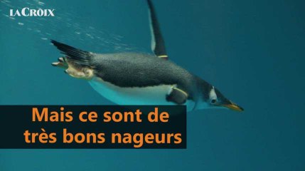 Quelle est la différence entre manchot et pingouin?