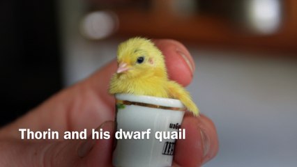 Thorin Gentle German Shepherd watches over baby dwarf quails