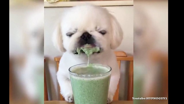 Adorable chiot entrain de manger et c’est hyper mignon