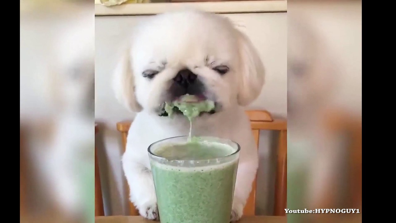 Adorable chiot entrain de manger et c’est hyper mignon