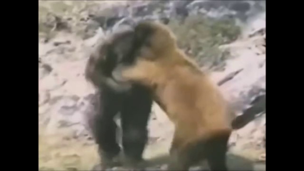 the most shocking bigfoot images ever captured caught on camera