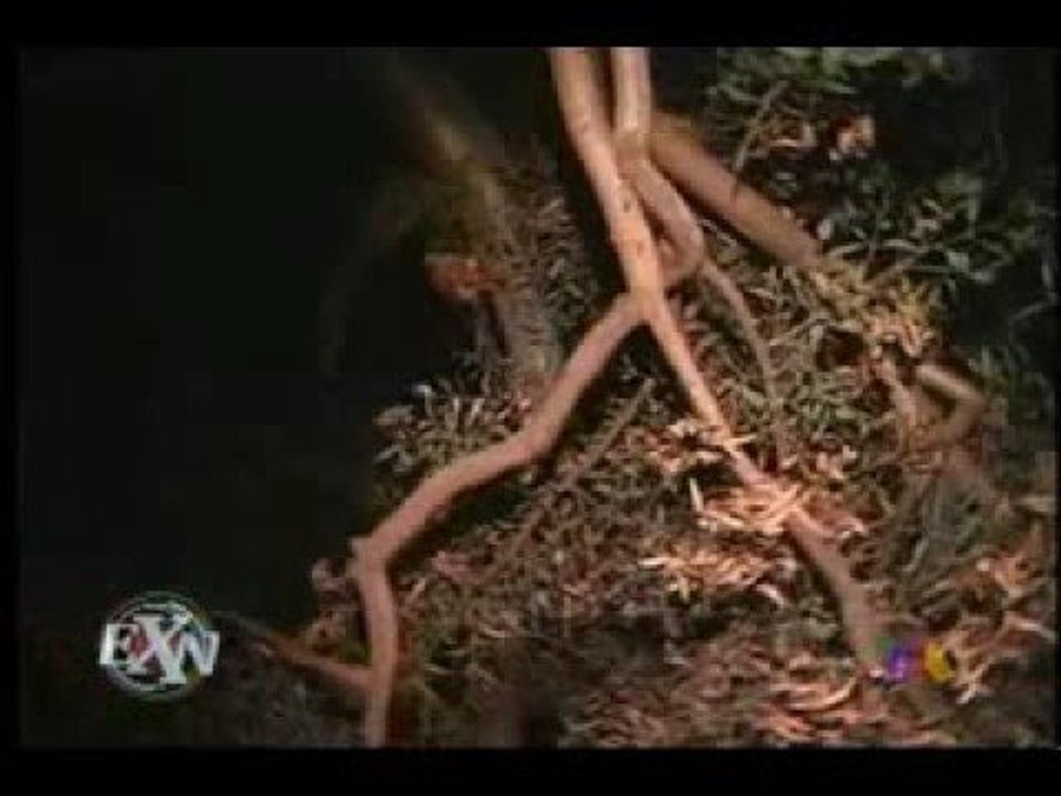 Rituales para llamar a los muertos (Extra Normal)