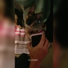 Puppy gets mind blown by video call