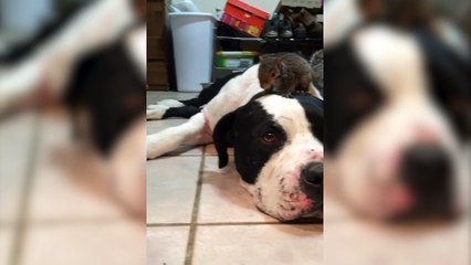 Cão protege esquilo na sua cabeça de gato que andava a rondar a zona para fazer mal...