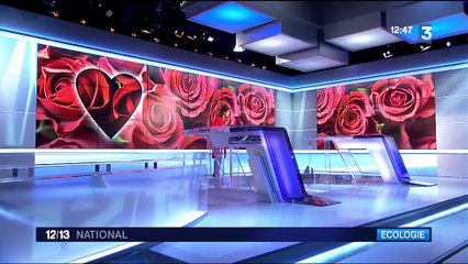 Saint-Valentin : des pesticides dans les roses