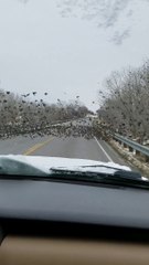 Elle fonce sur une nuée d'oiseaux en pleine route... Et paf