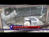 Aksi Lucu Panda di Panda World Fuzhou China - NET 12