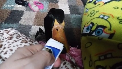 Pet duck masters 'puppy eyes' to beg for food
