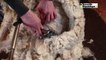 VIDEO : Chèvres, boucs, à poil pour la Saint-Valentin à Mont-près-Chambord !