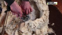 VIDEO : Chèvres, boucs, à poil pour la Saint-Valentin à Mont-près-Chambord !