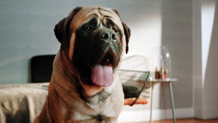 Film Assur O'Poil - Le chien 15" / agence Les Présidents