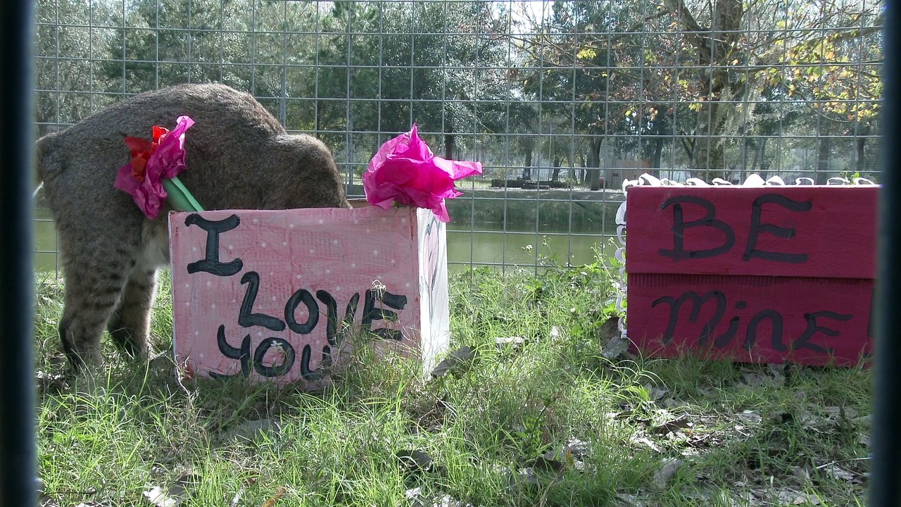 Bobcat Love - 3 Year Anniversary