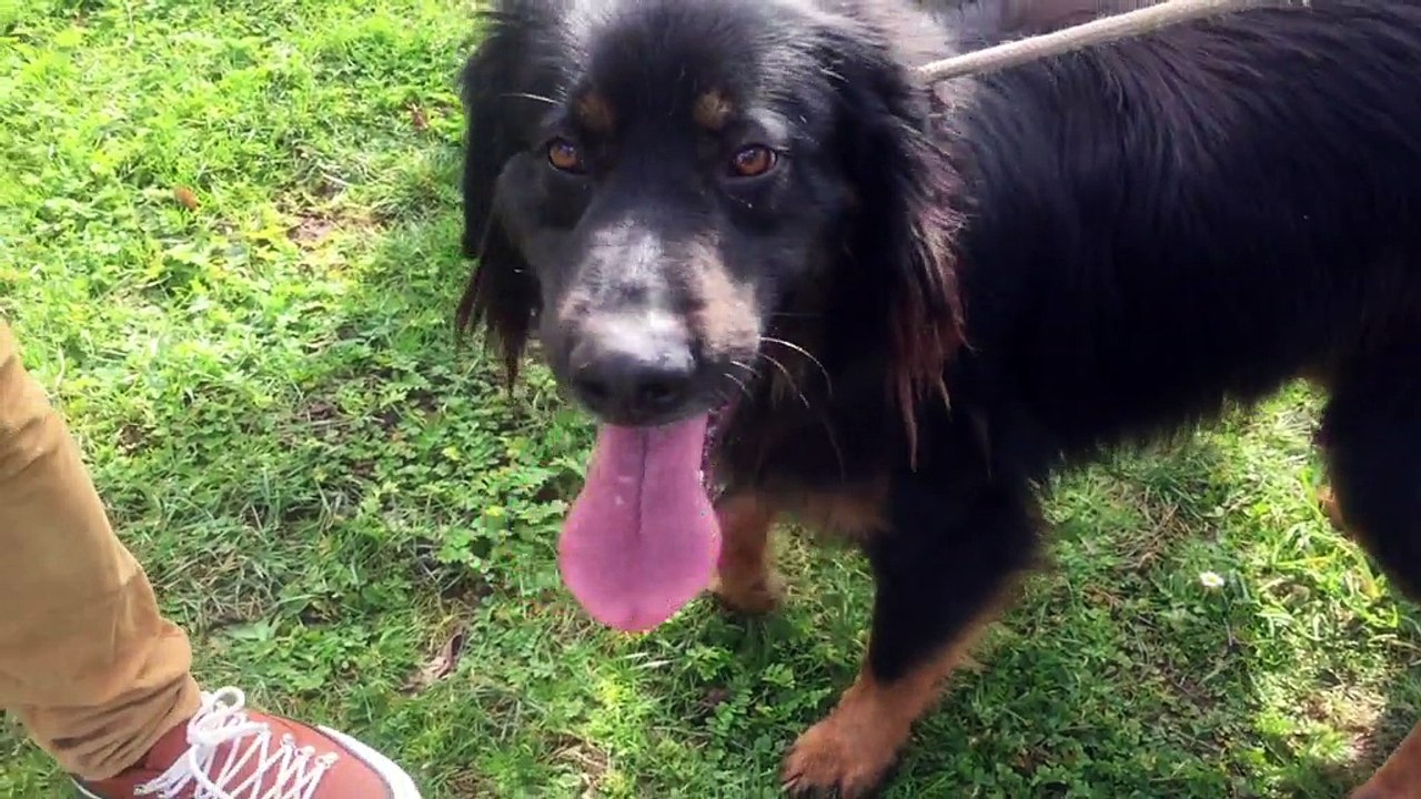 Balade de St-Valentin pour les chiens du refuge de l'Angoumois