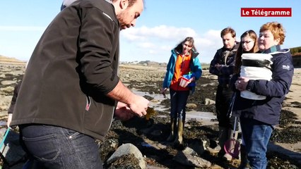 Pêche à pied. A la découverte des coquillages et crustacés à Barnénez