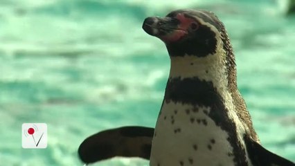 German Zoo Wants Its Stolen Penguin Back