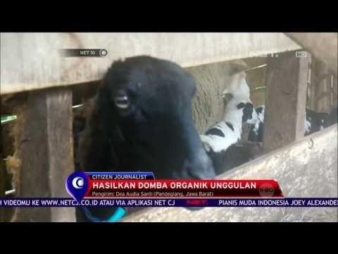 Kawasan Domba Terpadu Pandeglang - NET 10