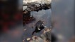 Cute Kitten Plays With Fish Pond
