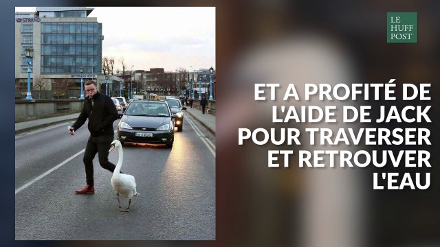 Cet irlandais a sauvé un cygne croisé en pleine rue