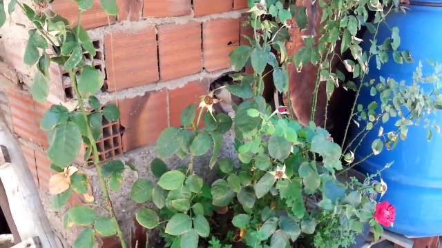 GÜL FİDANI NASIL DİKİLİR ,Gül çubuğundan