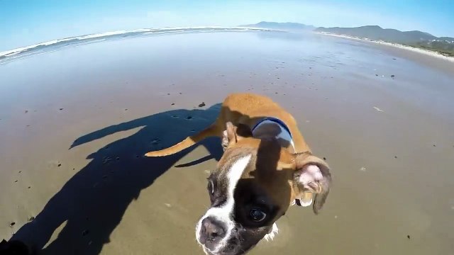 Lui è Ducan, il boxer con due zampe... Corre e gioca come se ne avesse quattro!