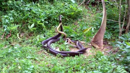 Incredible Flying Snake  - Amazing Video